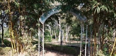 Medicinal Plant Garden